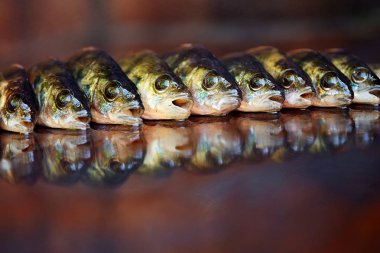 Ahşap arka plan üzerinde taze balık. Çubuk balıkçılık. Levrek