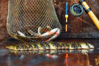 Ahşap arka plan üzerinde taze balık. Çubuk balıkçılık. Levrek