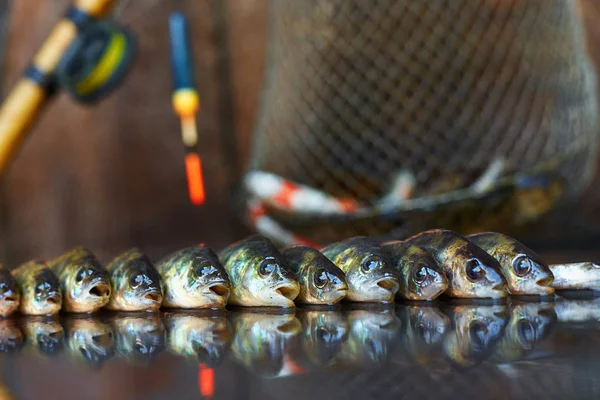 Ahşap arka plan üzerinde taze balık. Çubuk balıkçılık. Levrek