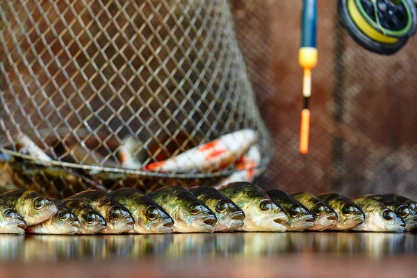 Ahşap arka plan üzerinde taze balık. Çubuk balıkçılık. Levrek