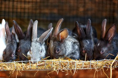 Tavşan Kafes içinde