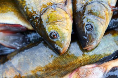 Satışa taze balık yakalamak