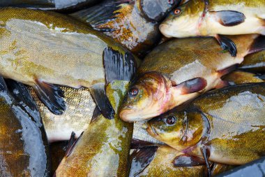 Satışa taze balık yakalamak