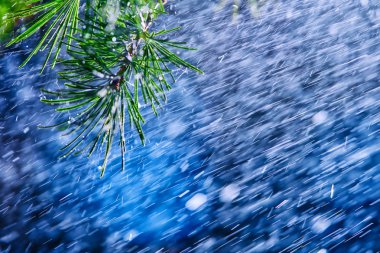 Harika şiddetli yağmur duş ilkbahar veya yaz güneşinin keyfini dinlendirici doğa. Bitki örtüsü arka plan - yumuşak odak, resim arka plan olarak yararlı üzerine yağmur