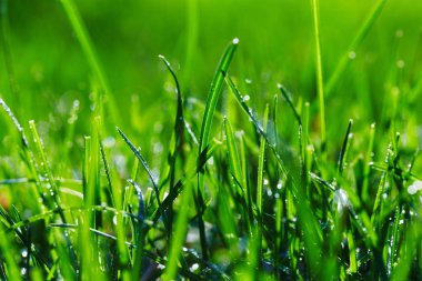 Sabah ışık Islak çimen kapatın. Islak çimen bokeh ışıklar