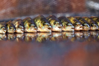 Ahşap arka plan üzerinde taze balık. Çubuk balıkçılık. Levrek