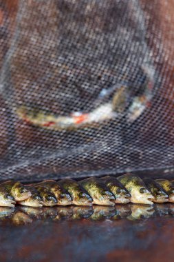 Ahşap arka plan üzerinde taze balık. Çubuk balıkçılık. Levrek