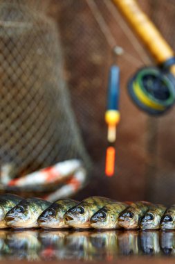 Ahşap arka plan üzerinde taze balık. Çubuk balıkçılık. Levrek