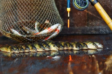 Ahşap arka plan üzerinde taze balık. Çubuk balıkçılık. Levrek