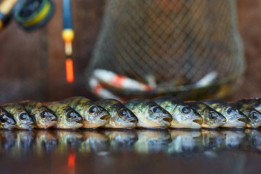 Ahşap arka plan üzerinde taze balık. Çubuk balıkçılık. Levrek