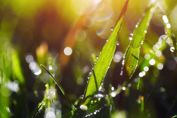 Sabah ışık Islak çimen kapatın. Islak çimen bokeh ışıklar