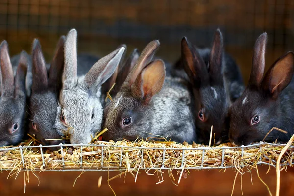 Rabbits in a cage — Stock Photo, Image