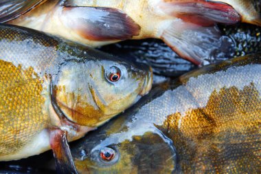 Satışa taze balık yakalamak