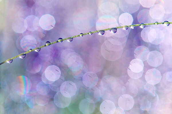 Drops on the plants after rain. Morning light and beautiful pink