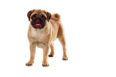 Beyaz bir arka plan üzerinde izole pug yavruları