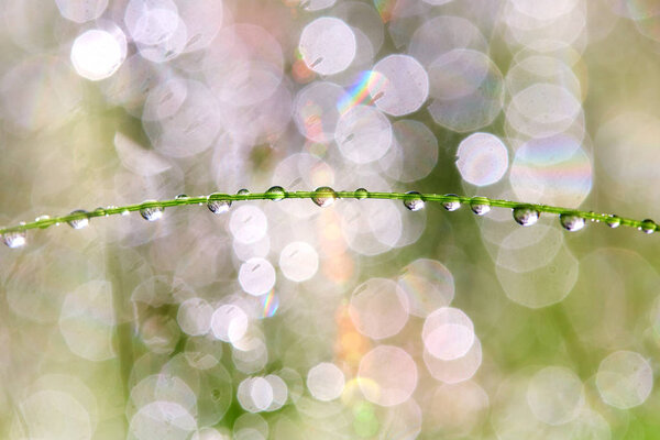 Drops on the plants after rain. Morning light and beautiful pink