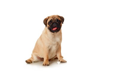 Pug Dog beyaz arkaplanda izole edildi