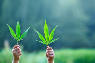 Marihuana yaprağı tutan el