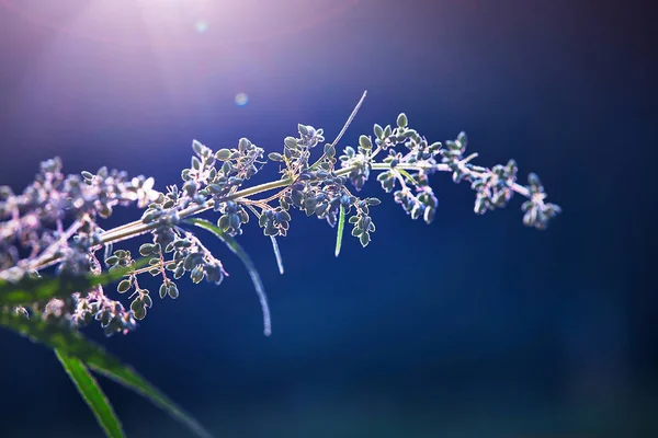 tomurcukları vahşi büyüyen esrar