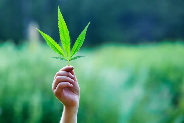 Hand hält ein Blatt Marihuana — Stockfoto