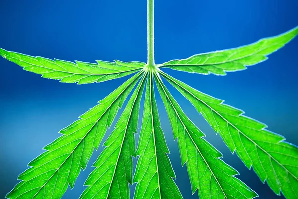 Young cannabis plant marijuana plant detail — Stock Photo, Image