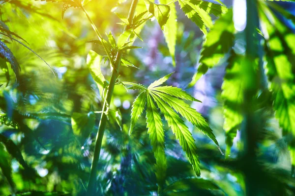 The marijuana plant outdoors at sunset — Stock Photo, Image