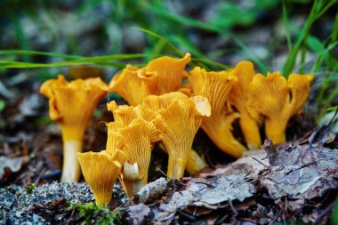 Cantharellus cibarius mantar Cantharellus Cibarius ahşap grubu