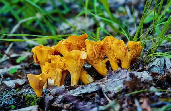 Grupa grzyb kurka w drewnie, Cantharellus Cibarius — Zdjęcie stockowe