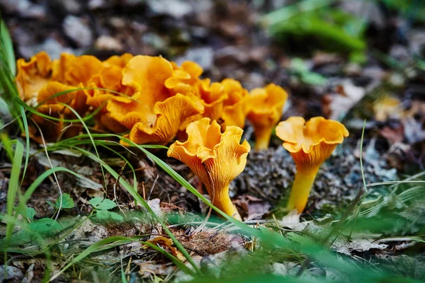 Grupa grzyb kurka w drewnie, Cantharellus Cibarius — Zdjęcie stockowe