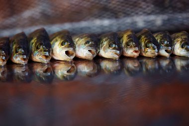 Ahşap arka plan üzerinde taze balık. Çubuk balıkçılık. Levrek