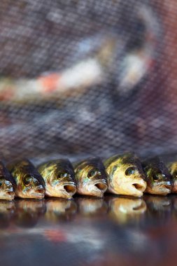 Ahşap arka plan üzerinde taze balık. Çubuk balıkçılık. Levrek