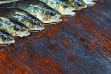 Ahşap arka plan üzerinde taze balık. Çubuk balıkçılık. Levrek