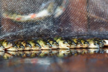 Ahşap arka plan üzerinde taze balık. Çubuk balıkçılık. Levrek