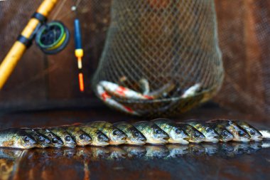 Ahşap arka plan üzerinde taze balık. Çubuk balıkçılık. Levrek