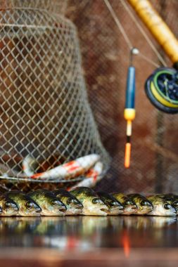 Ahşap arka plan üzerinde taze balık. Çubuk balıkçılık. Levrek