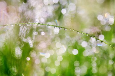 Damla yağmur sonra bitkiler üzerinde. Sabah ışık ve güzel Böke
