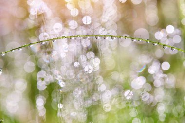 Damla yağmur sonra bitkiler üzerinde. Sabah ışık ve güzel Böke