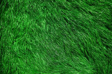 Mera veya çayır yeşil çim