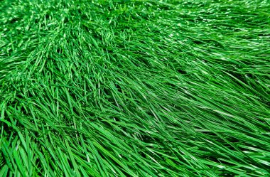 Mera veya çayır yeşil çim