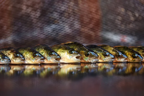 Ahşap arka plan üzerinde taze balık. Çubuk balıkçılık. Levrek