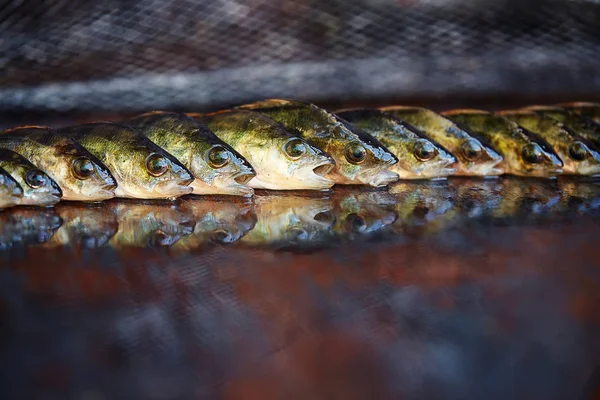 Ahşap arka plan üzerinde taze balık. Çubuk balıkçılık. Levrek