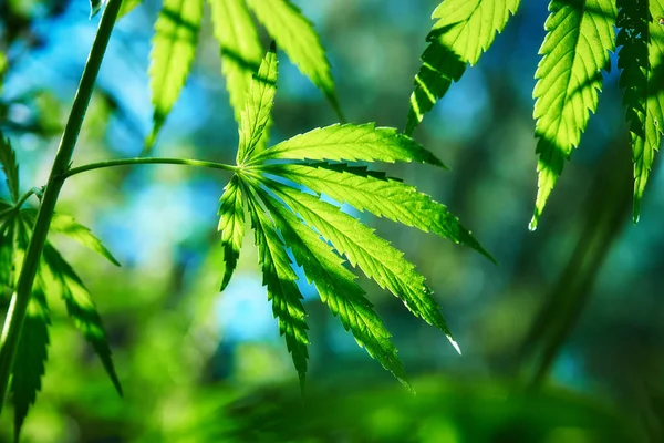 The buds of wild-growing marijuana — Stock Photo, Image