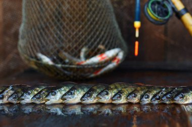 Ahşap arka plan üzerinde taze balık. Çubuk balıkçılık. Levrek