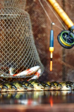 Ahşap arka plan üzerinde taze balık. Çubuk balıkçılık. Levrek