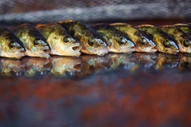 Ahşap arka plan üzerinde taze balık. Çubuk balıkçılık. Levrek