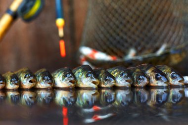 Ahşap arka plan üzerinde taze balık. Çubuk balıkçılık. Levrek