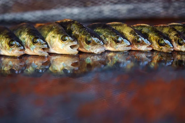 Ahşap arka plan üzerinde taze balık. Çubuk balıkçılık. Levrek