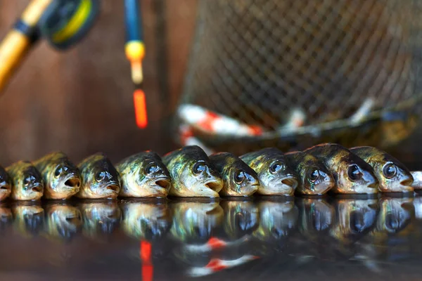 Ahşap arka plan üzerinde taze balık. Çubuk balıkçılık. Levrek
