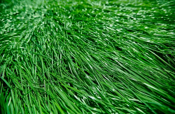Зеленая трава на пастбище или лугу — стоковое фото