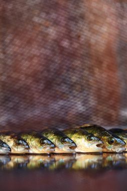 Ahşap arka plan üzerinde taze balık. Çubuk balıkçılık. Levrek